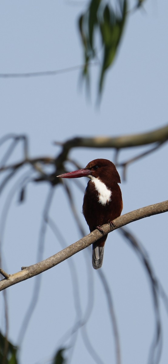 Alción de Esmirna - ML646284762