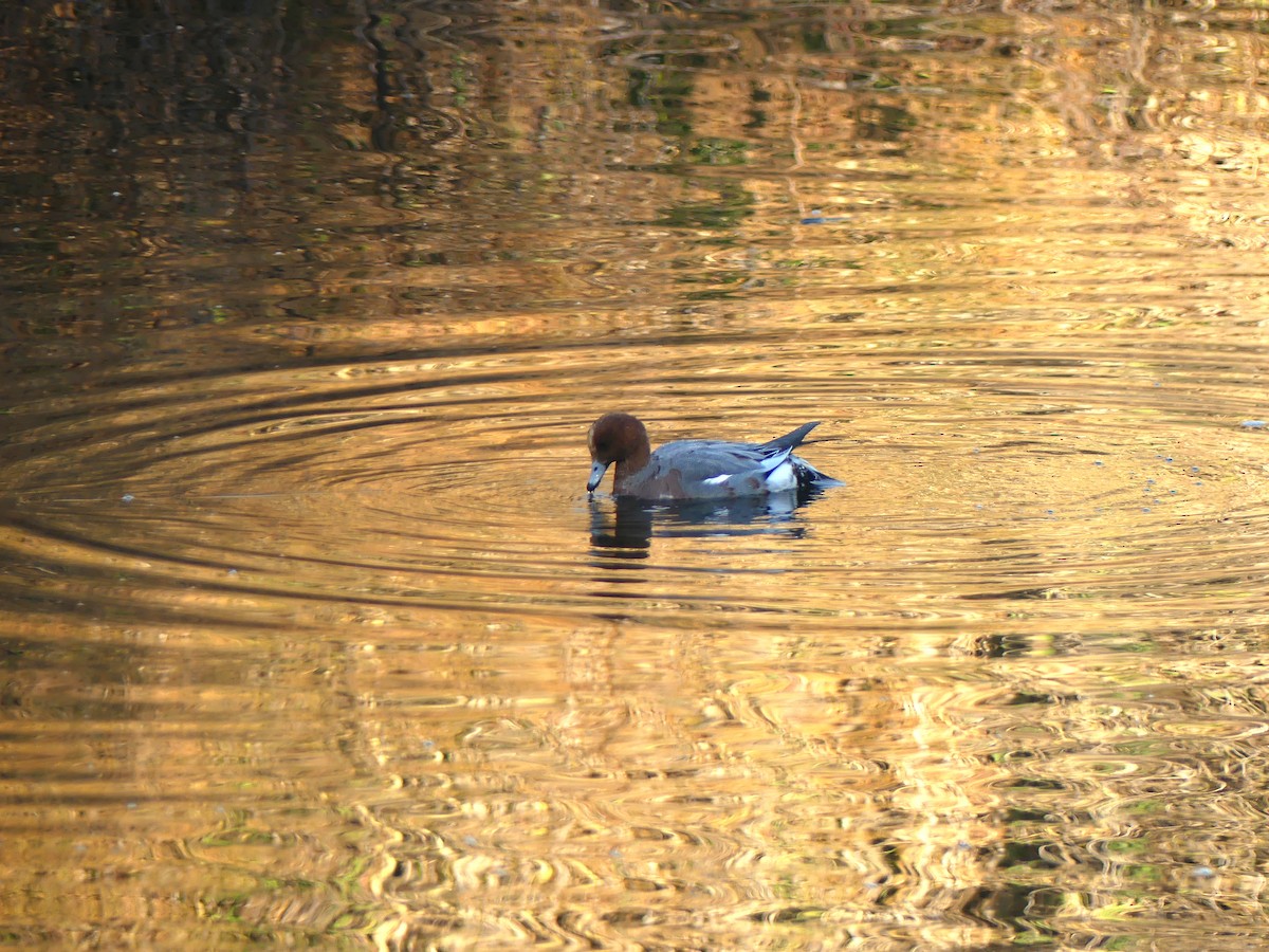 Silbón Europeo - ML646284763