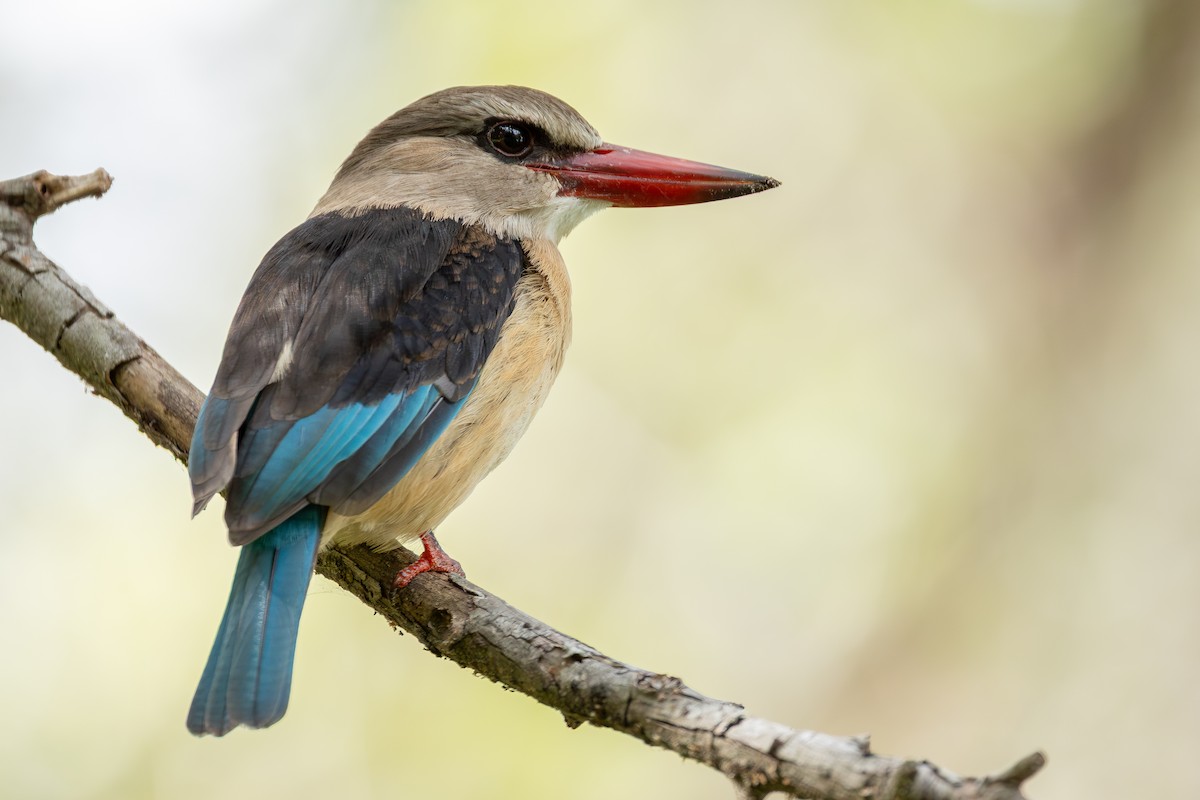 Alción Cabecipardo - ML646284765