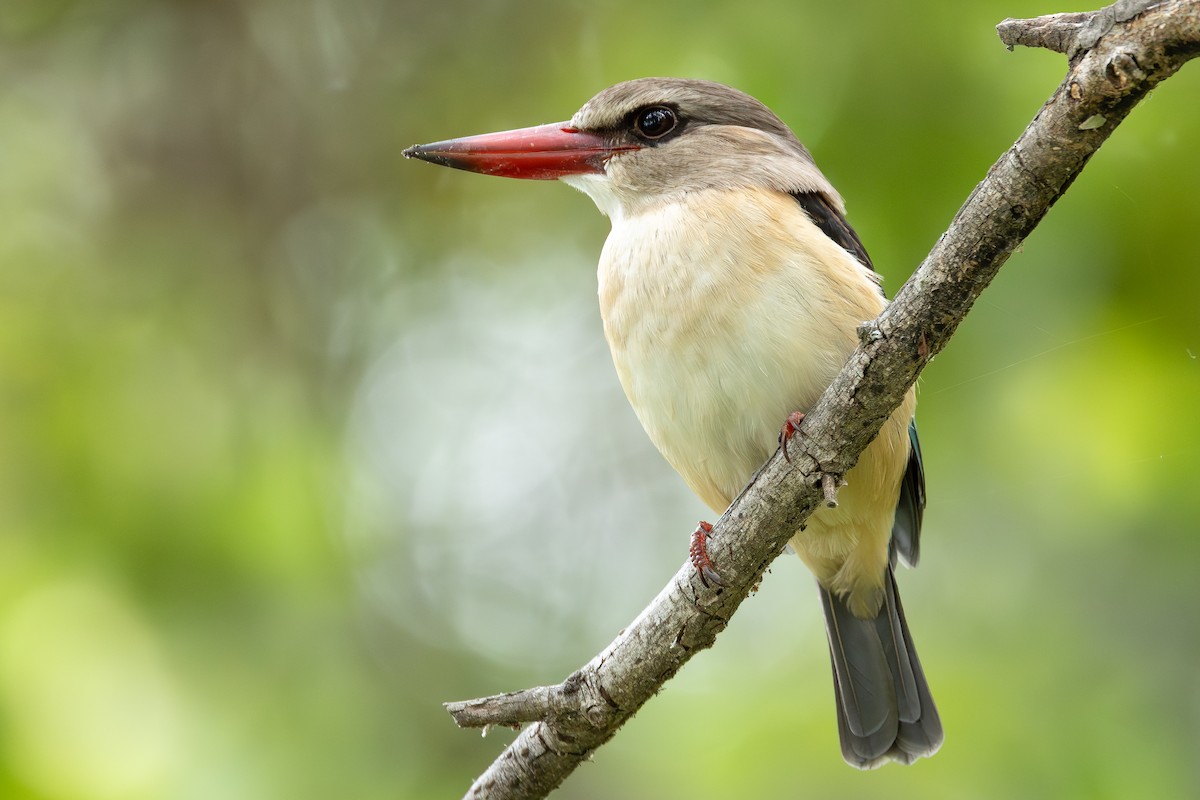 Alción Cabecipardo - ML646284766