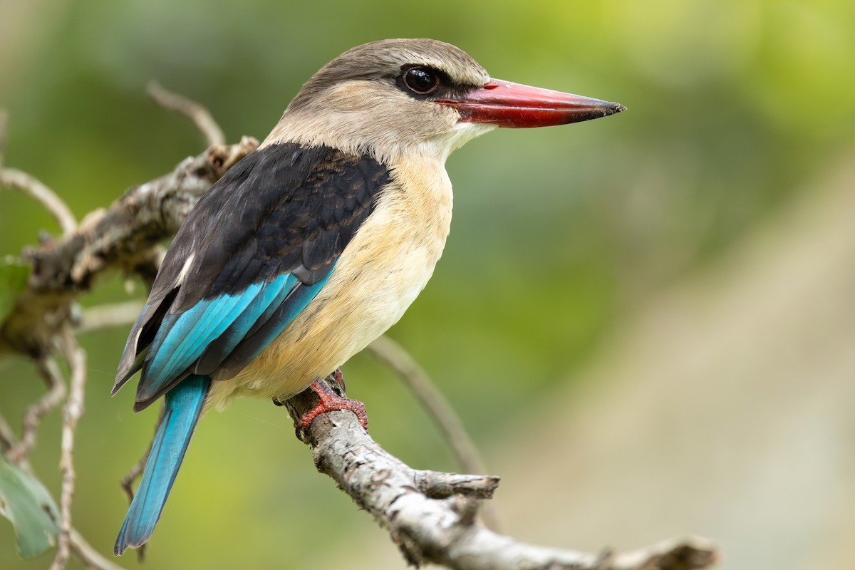 Alción Cabecipardo - ML646284767