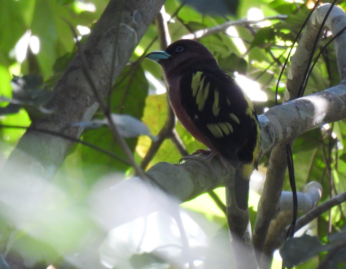 Eurilaimo Bandeado (Bandeado) - ML646284768