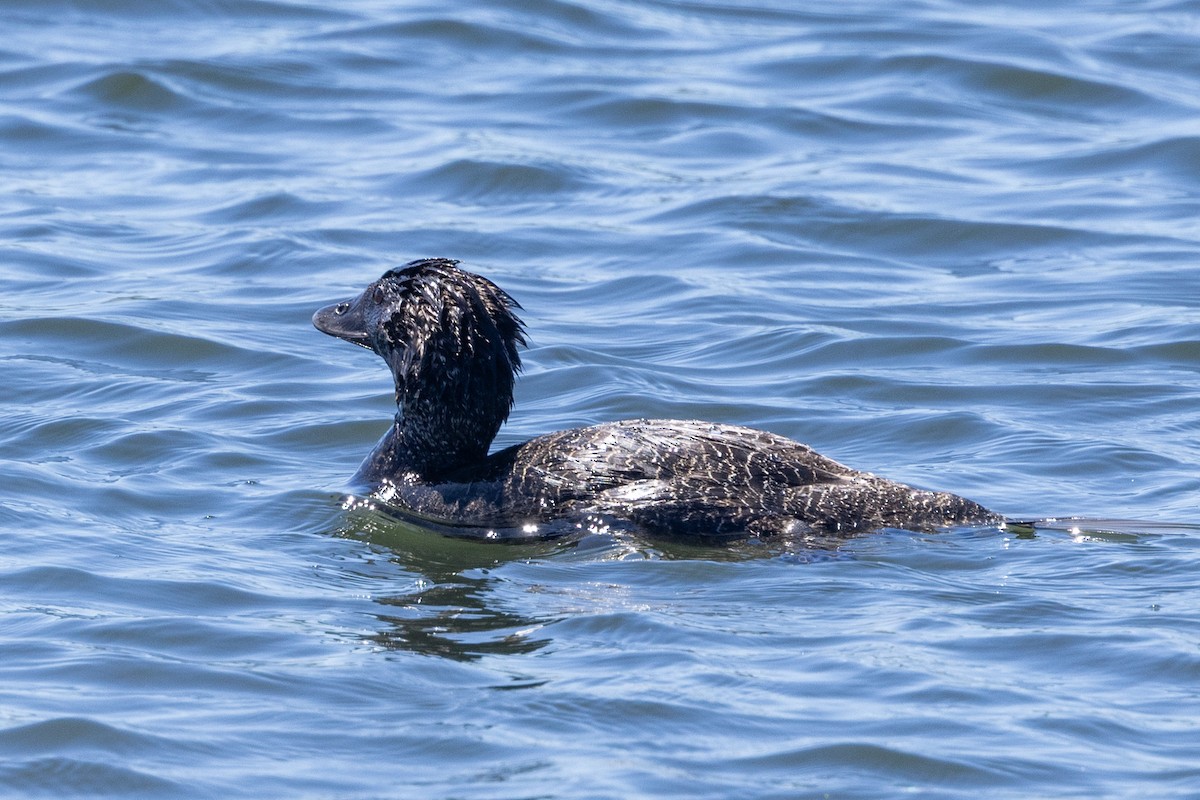 Malvasía Papuda - ML646284769