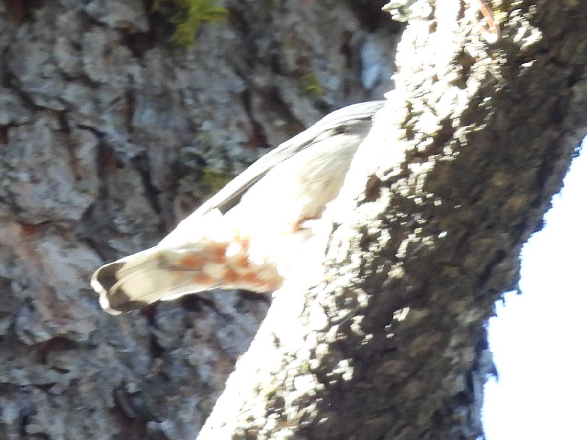 Trepador Pechiblanco - ML646284770