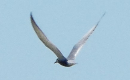 Fumarel Cariblanco - ML646284772