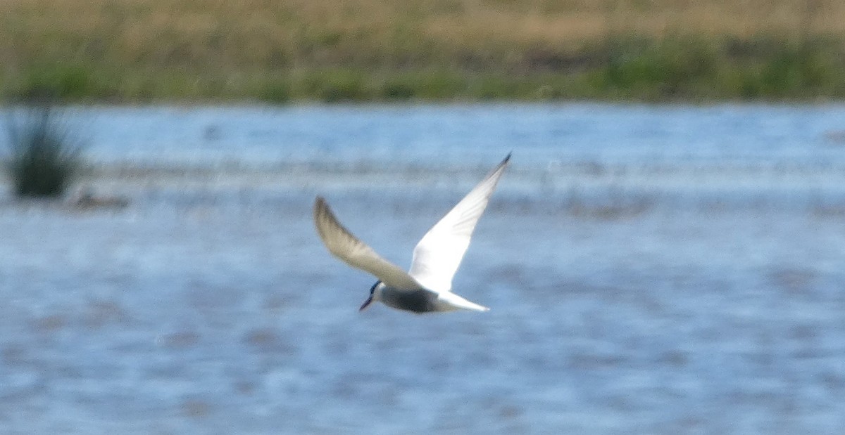 Fumarel Cariblanco - ML646284773