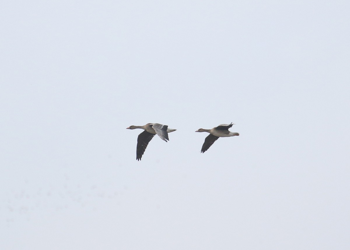 Ánsar Común - ML646284774