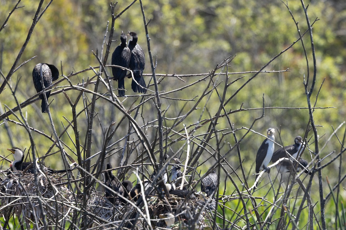 Cormorán Piquicorto - ML646284775