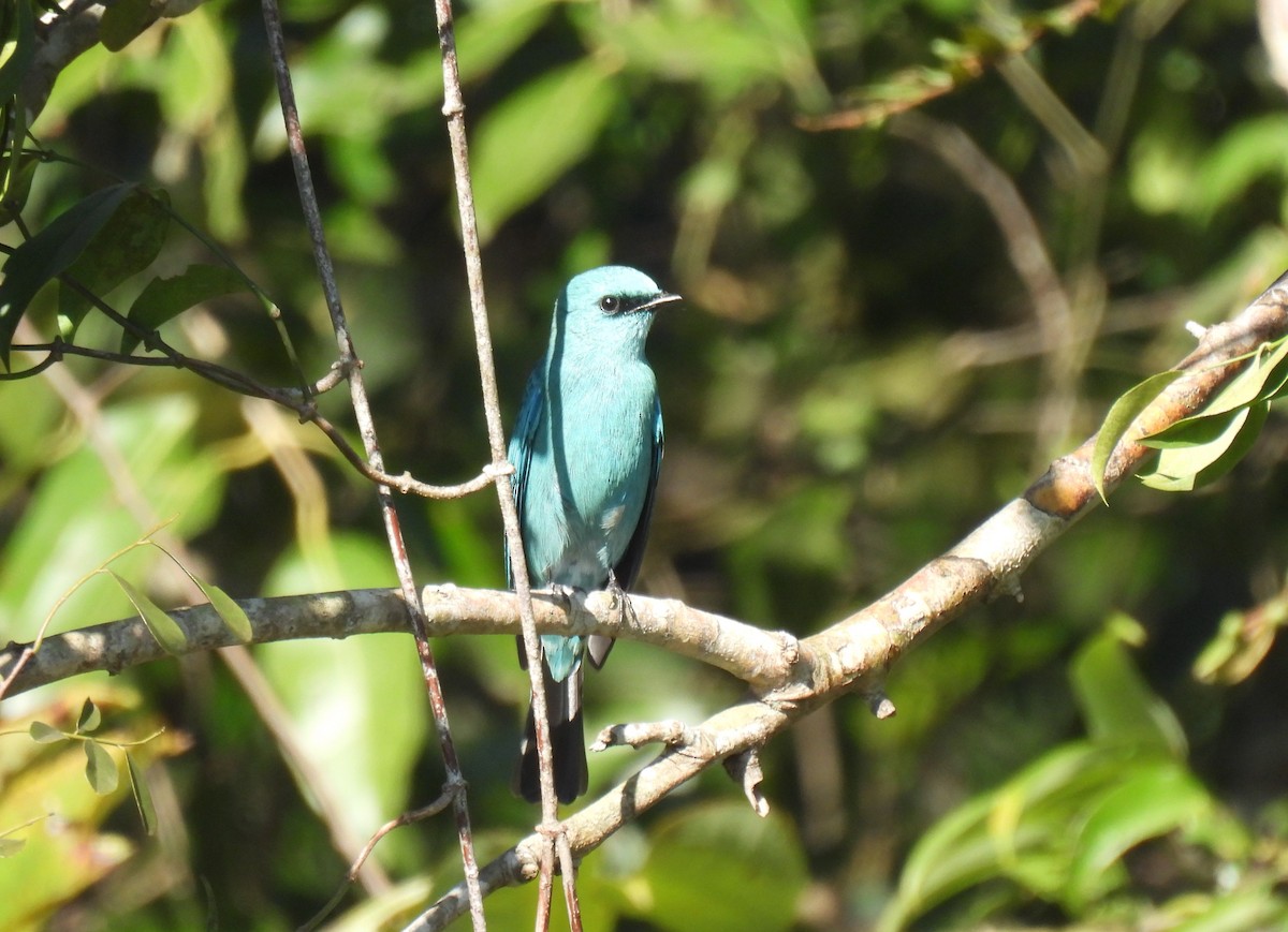 Papamoscas Verdín - ML646284776