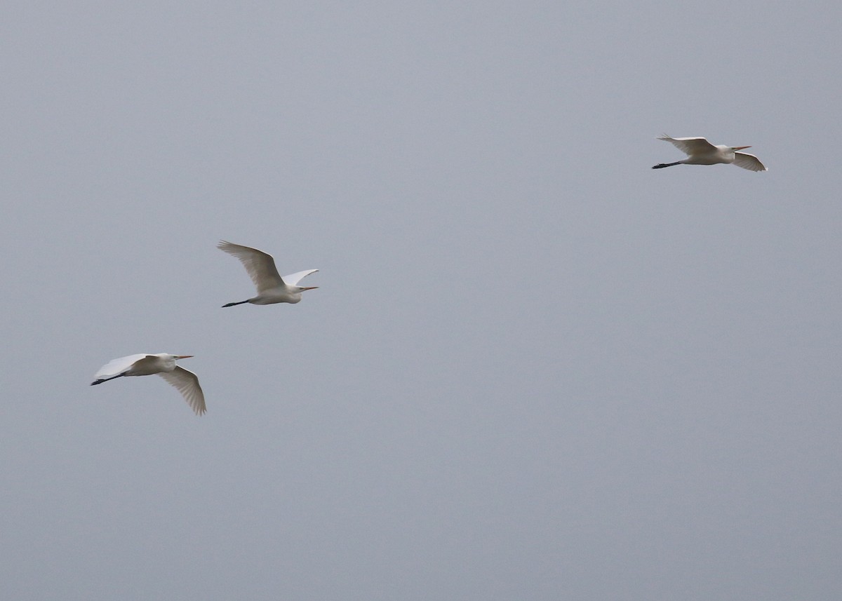 Garceta Grande - ML646284777