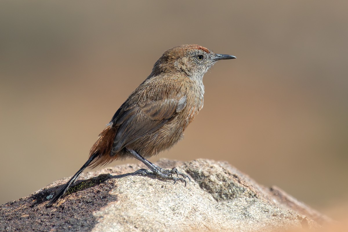 Camaróptera Canela - ML646284778
