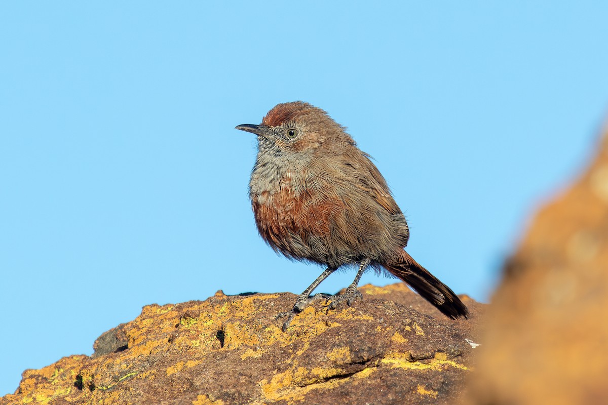 Camaróptera Canela - ML646284779