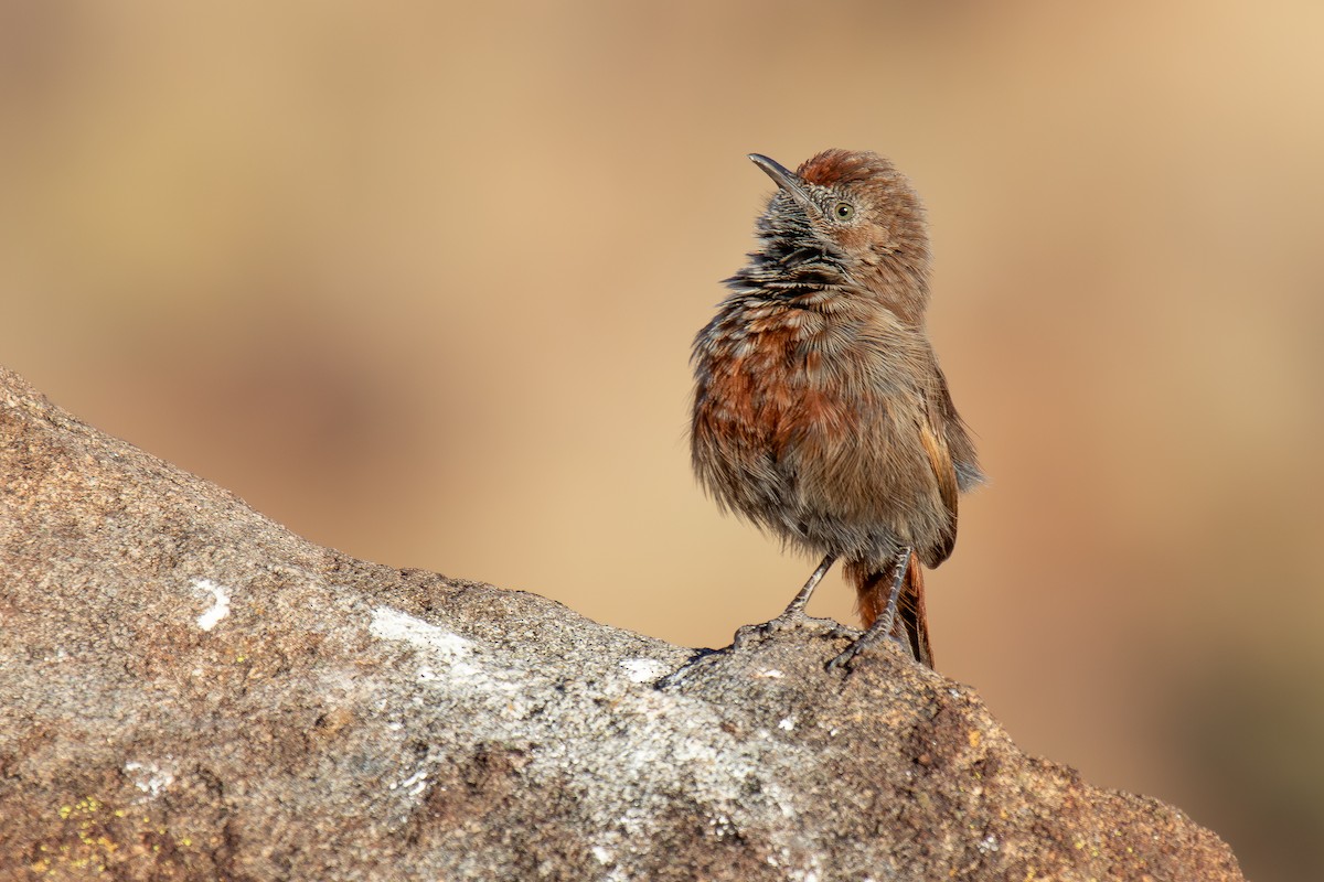 Camaróptera Canela - ML646284780