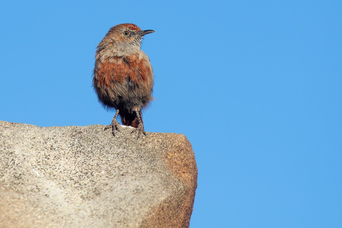 Camaróptera Canela - ML646284781
