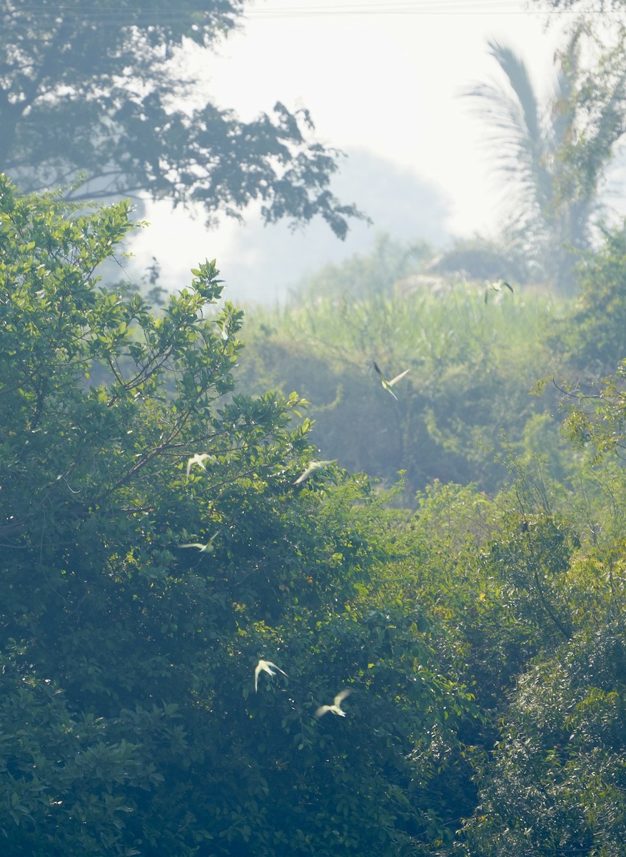 Cotorra de Kramer - ML646284783