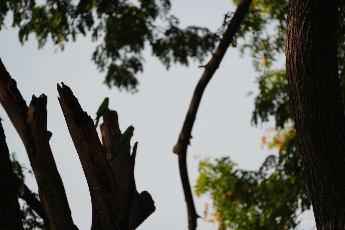 Cotorra de Kramer - ML646284784