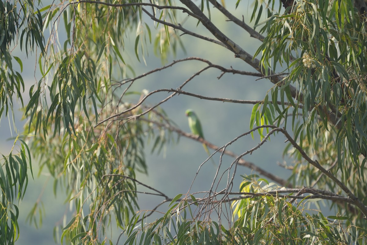 Cotorra de Kramer - ML646284785