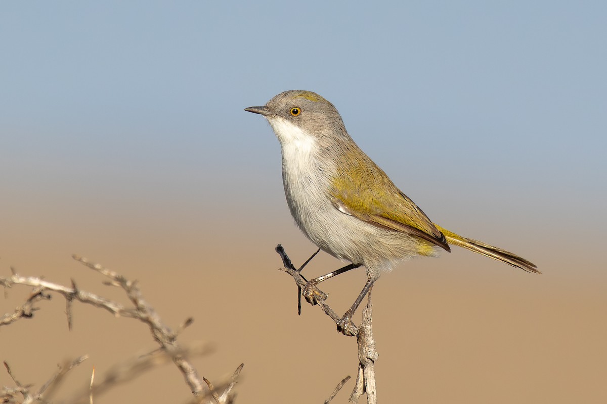 Eremomela del Karoo - ML646284786