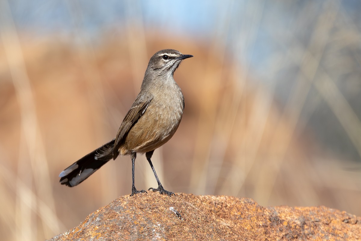 Karoo Scrub-Robin - ML646284788