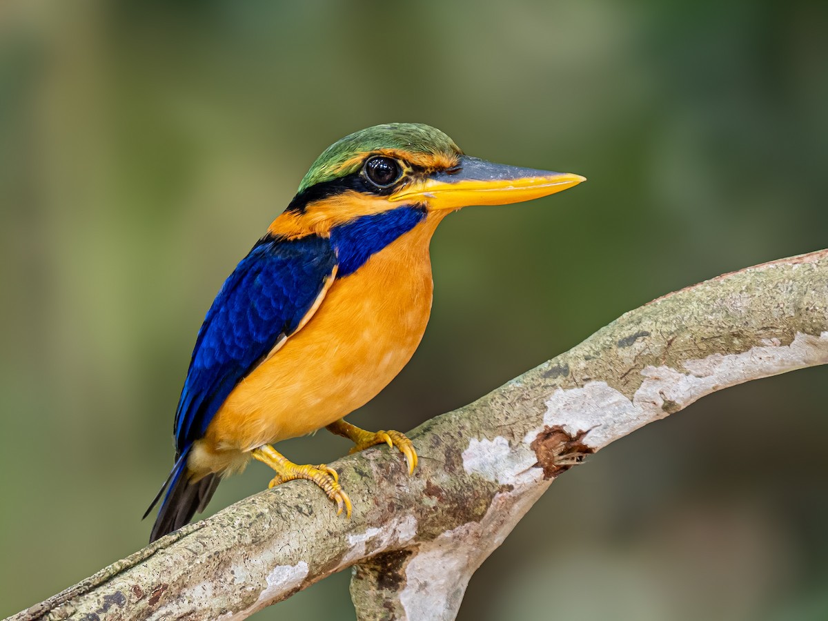 Rufous-collared Kingfisher - ML646284808