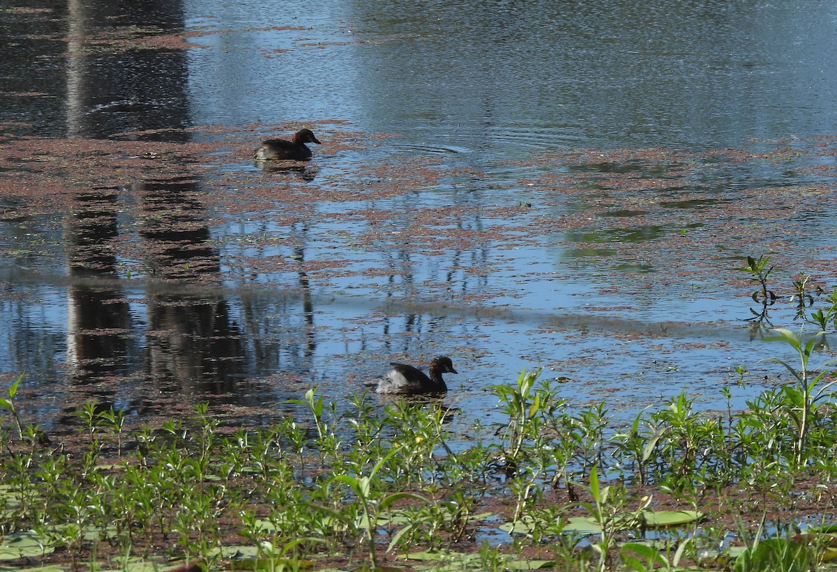 Австралийская поганка - ML646284813