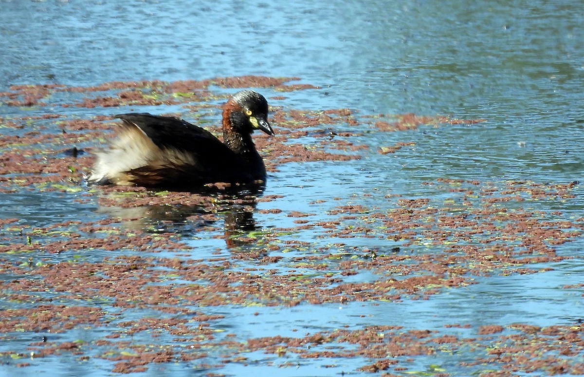 Австралийская поганка - ML646284818