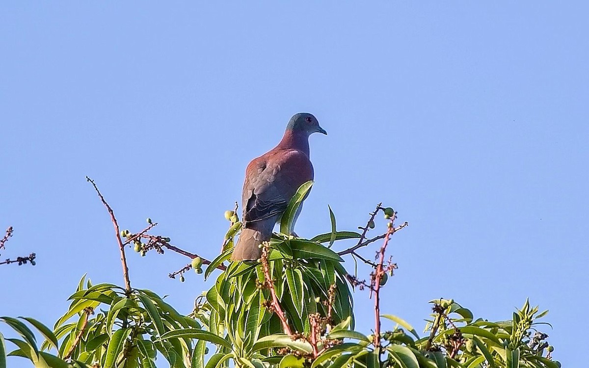 Pale-vented Pigeon - ML646284821