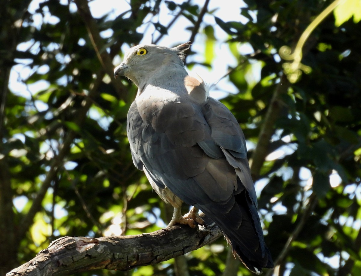 カンムリカッコウハヤブサ - ML646284830