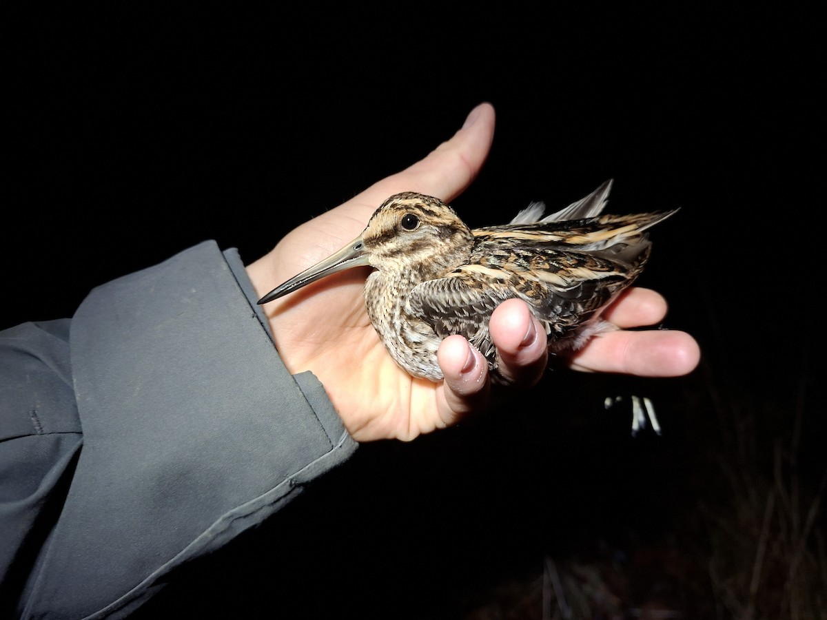 Jack Snipe - ML646284832