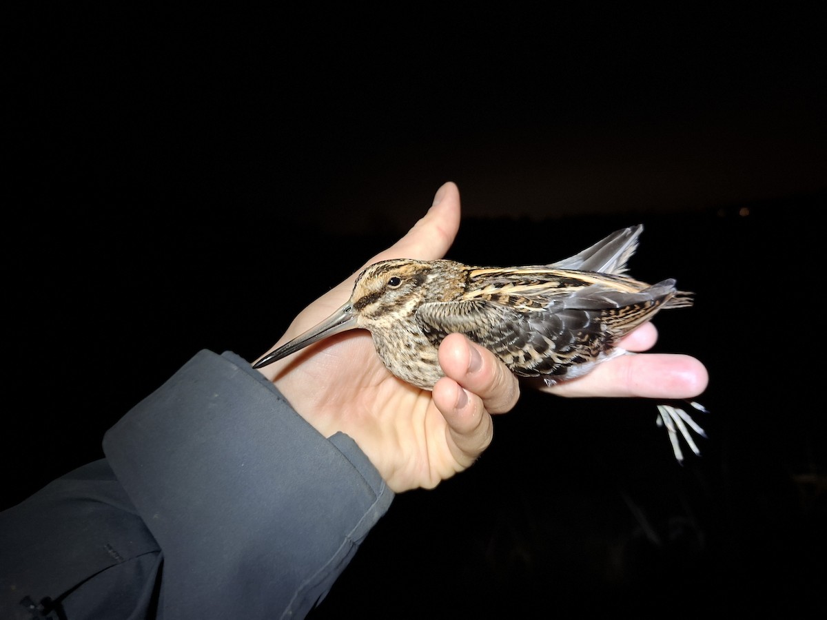 Jack Snipe - ML646284845