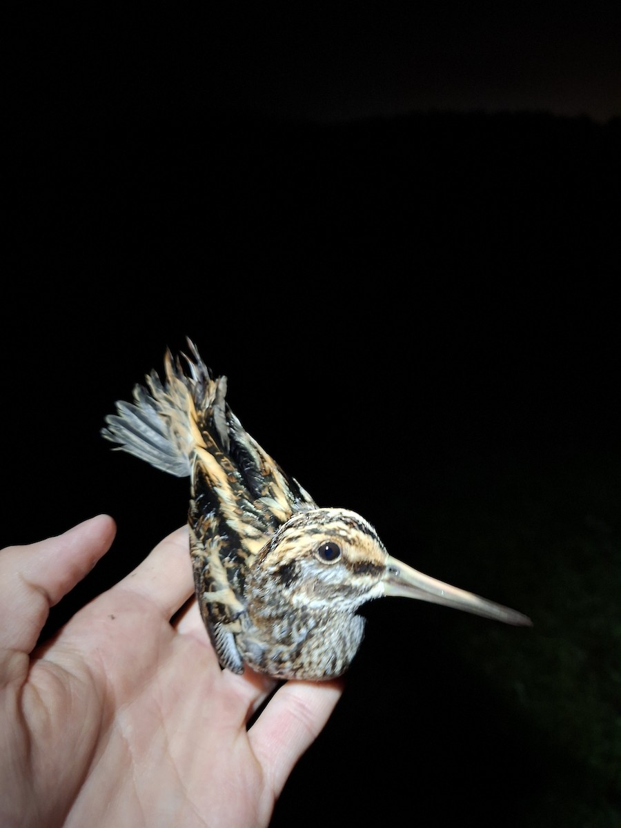 Jack Snipe - ML646284846