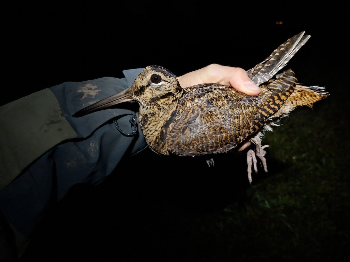 Eurasian Woodcock - ML646284861