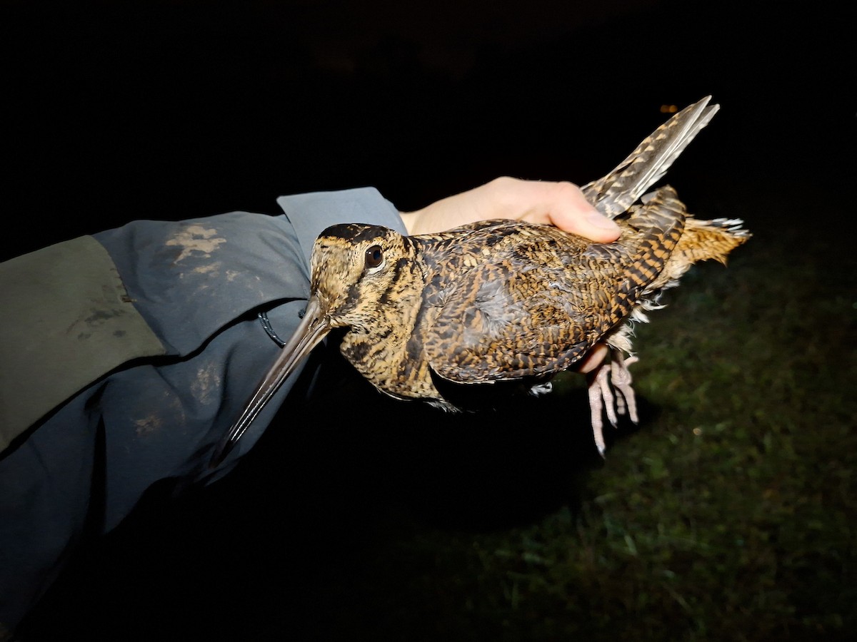 Eurasian Woodcock - ML646284862