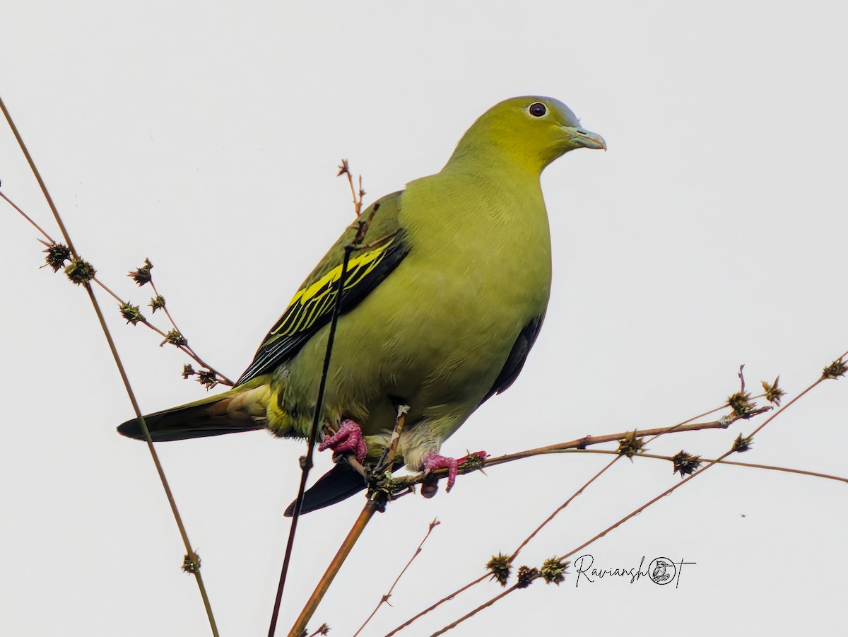 ハイガシラアオバト - ML646284865