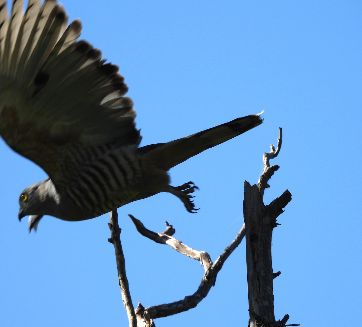 カンムリカッコウハヤブサ - ML646284867