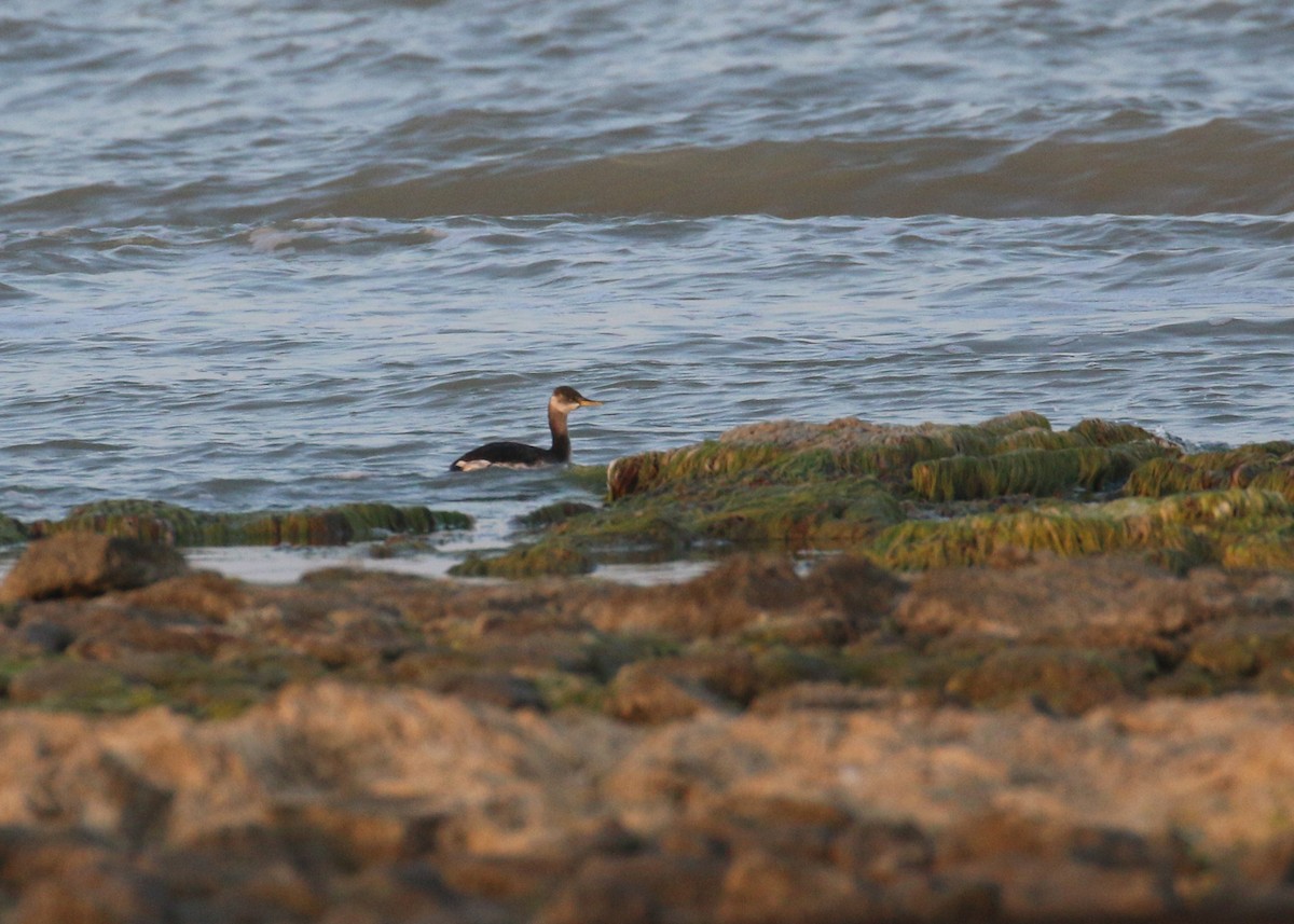 アカエリカイツブリ - ML646284868