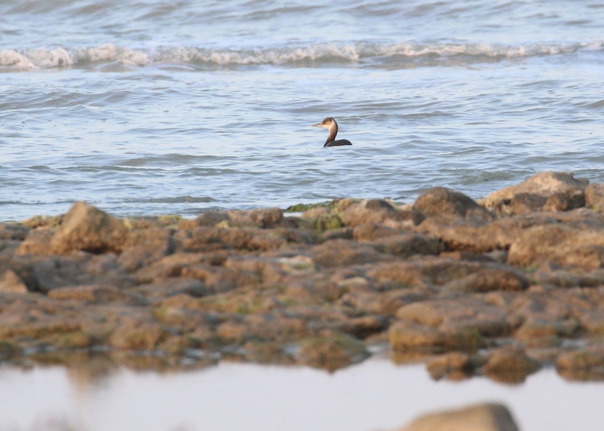 アカエリカイツブリ - ML646284869