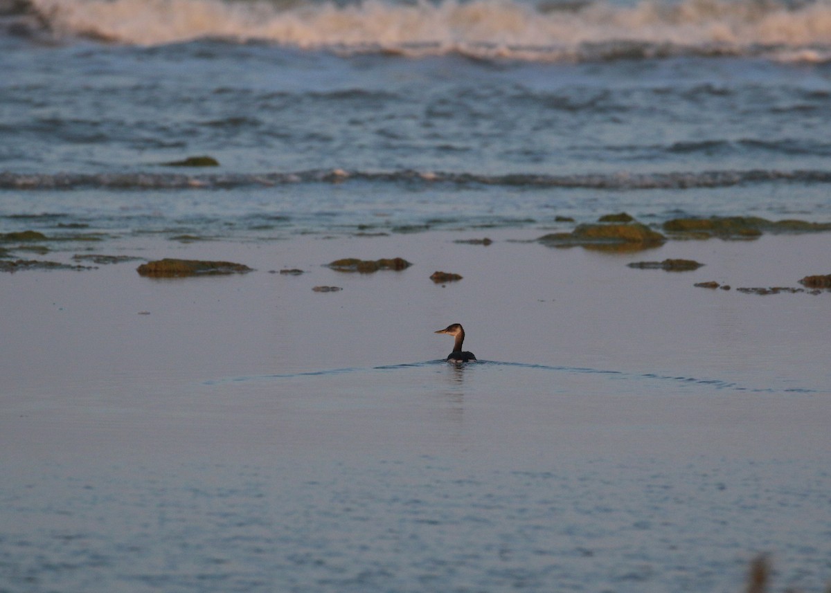 アカエリカイツブリ - ML646284870