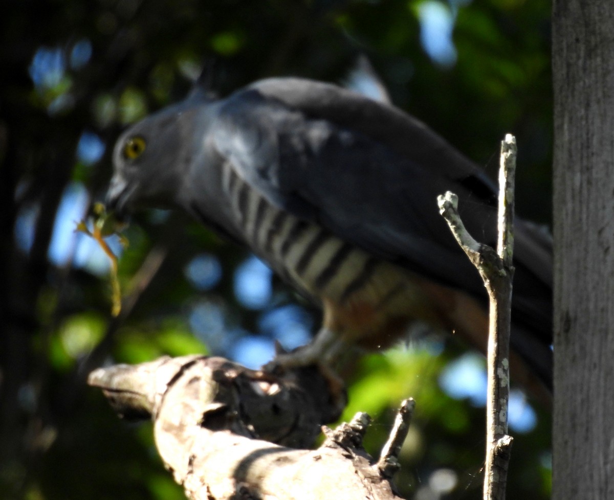 カンムリカッコウハヤブサ - ML646284871