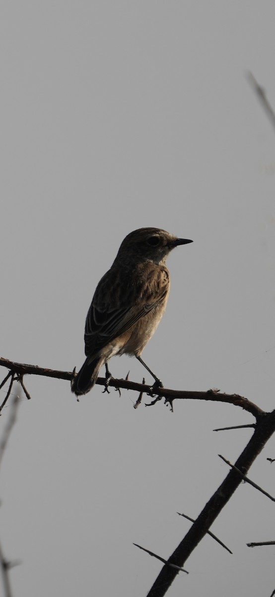 イエスズメ - ML646284874