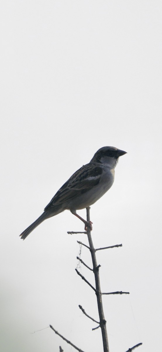 イエスズメ - ML646284875