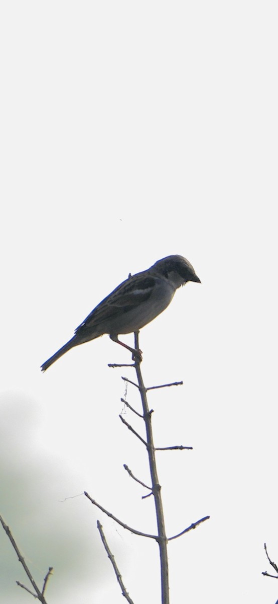 イエスズメ - ML646284876