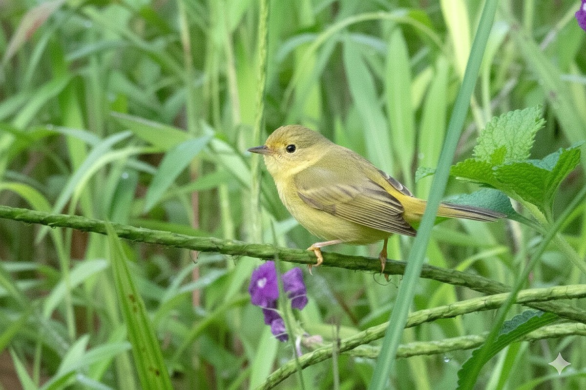 Northern Yellow Warbler - ML646284877