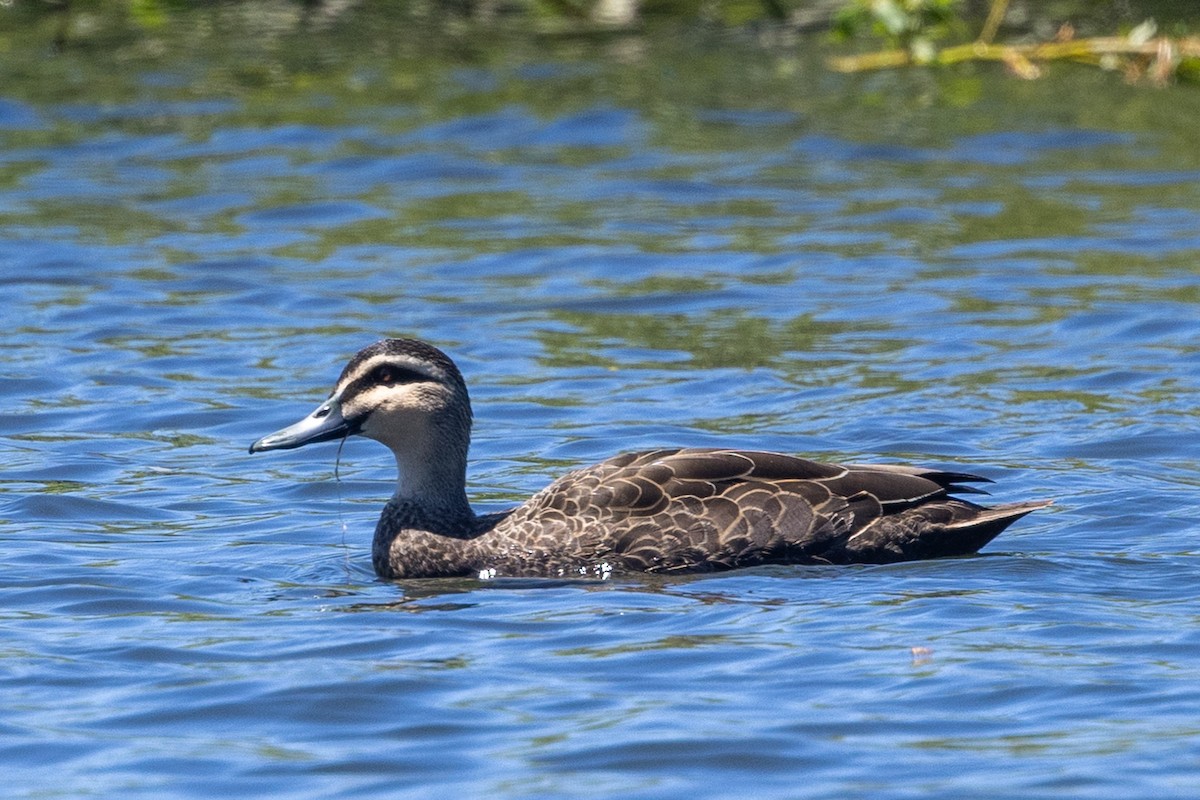 マミジロカルガモ - ML646284878