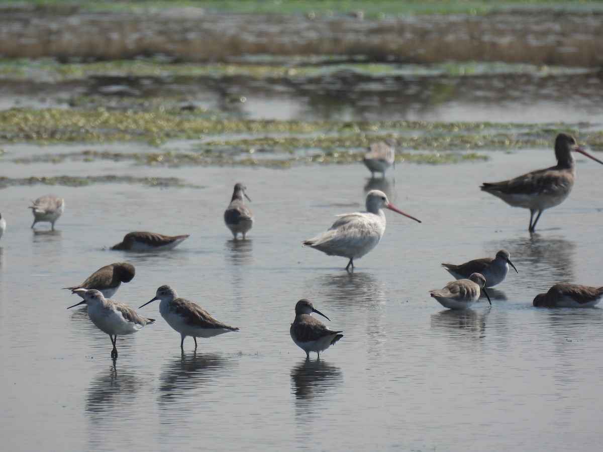 オグロシギ - ML646284879