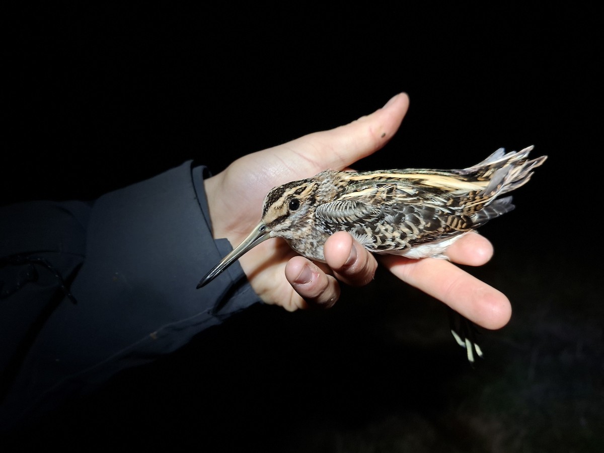 コシギ - ML646284880