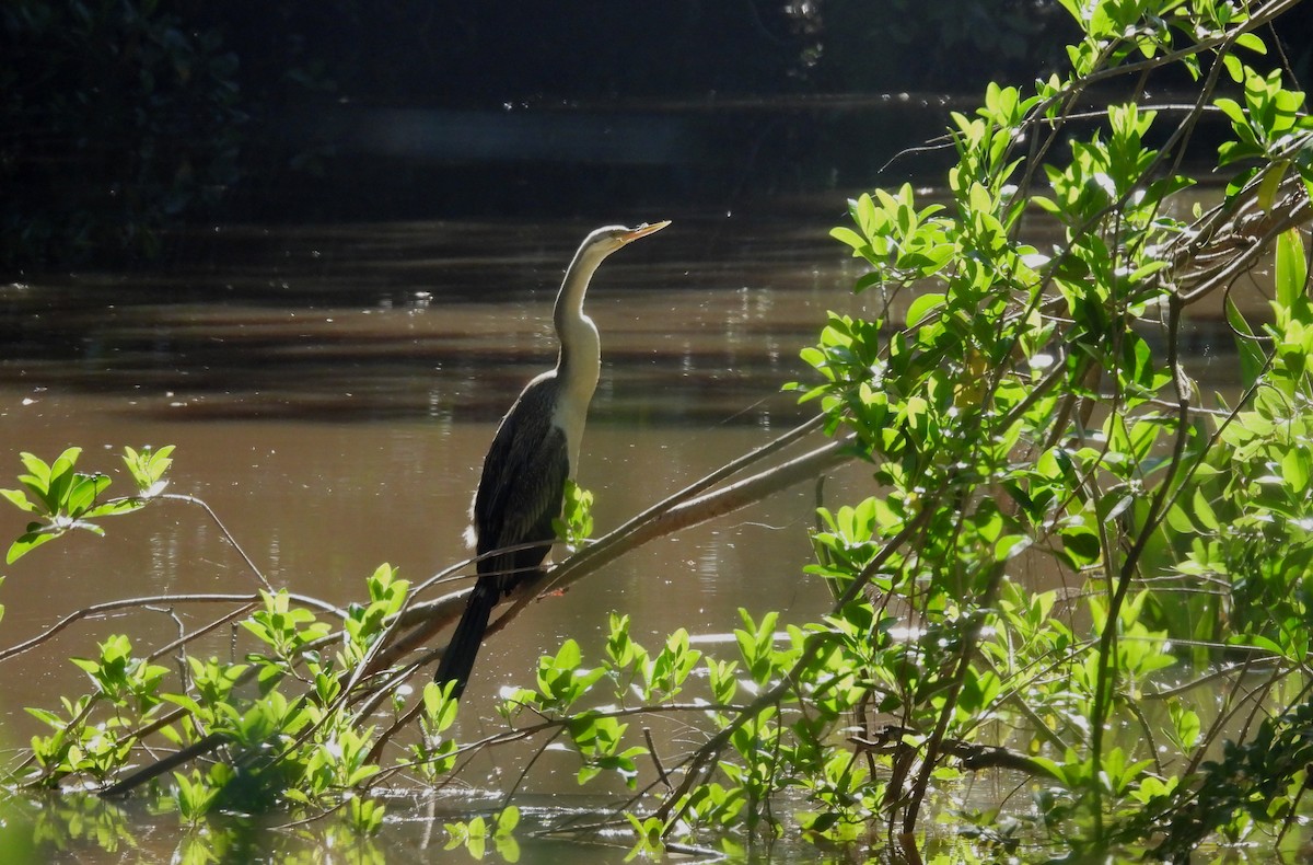 オーストラリアヘビウ - ML646284882