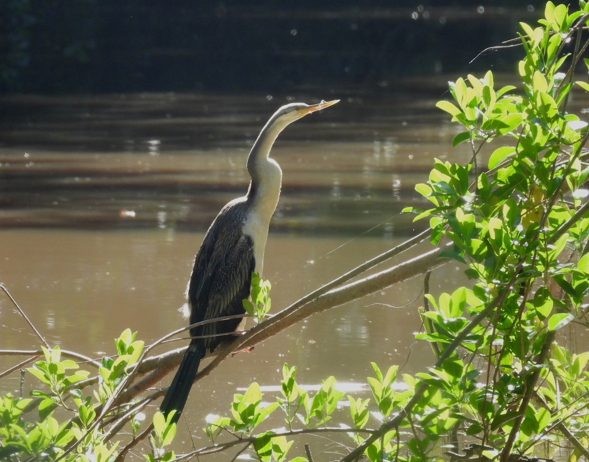 オーストラリアヘビウ - ML646284883