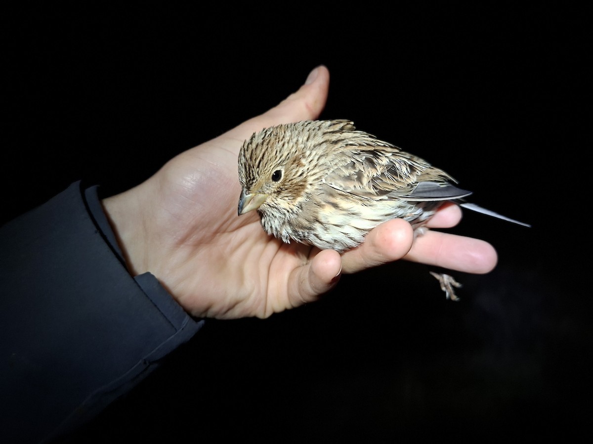 ハタホオジロ - ML646284884