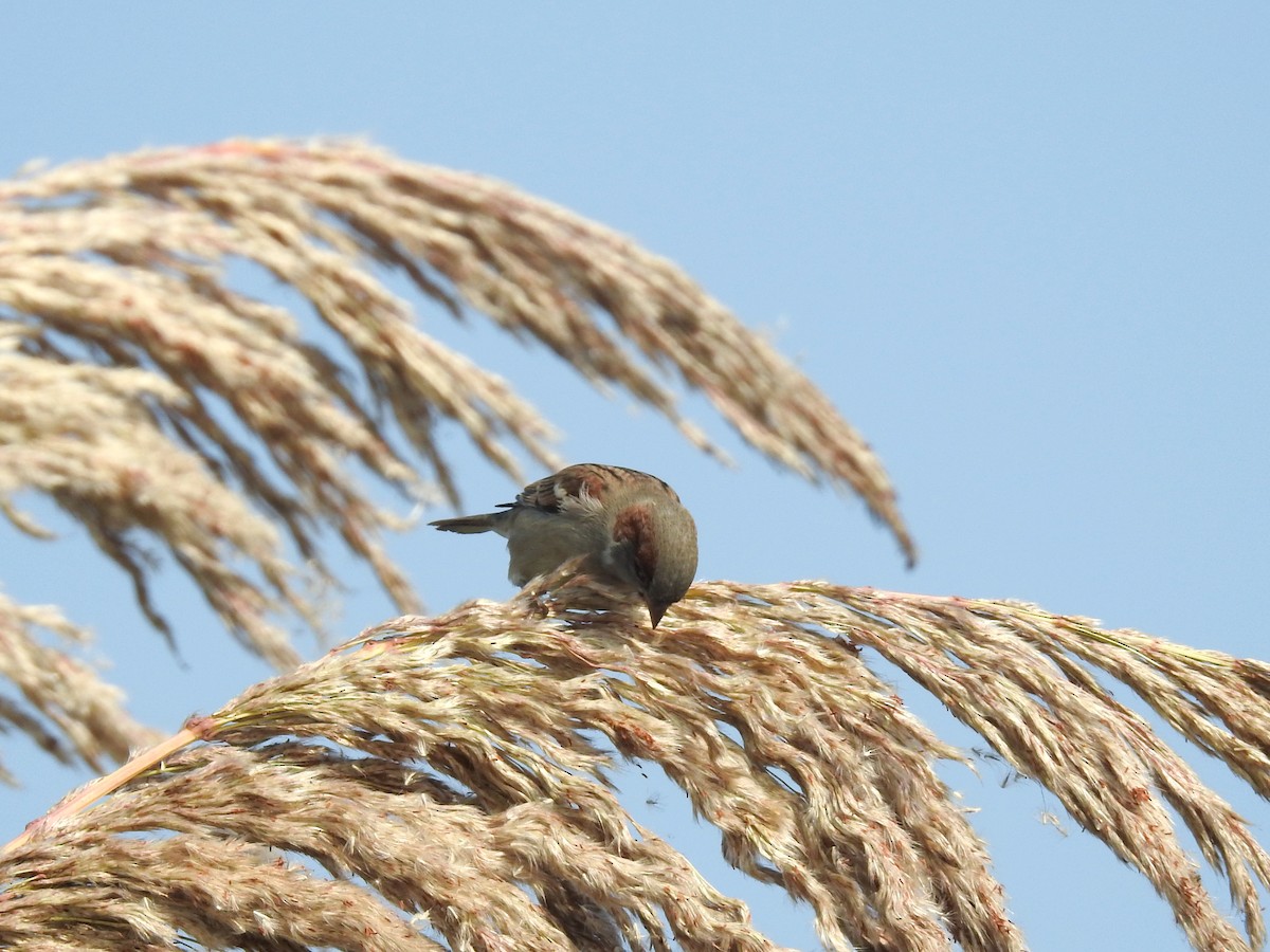 インダススズメ - ML646284885